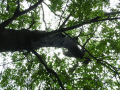 Quercus