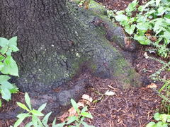 Quercus