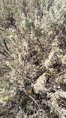 Artemisia tripartita