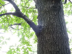 Quercus