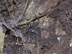 Hormurus