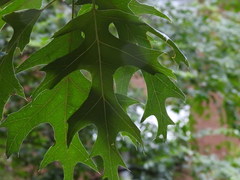 Quercus
