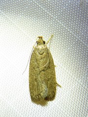 Glyphidocera juniperella