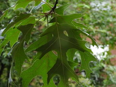 Quercus