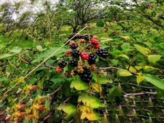 Rubus
