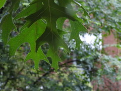 Quercus
