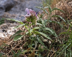 Salvia pomifera pomifera