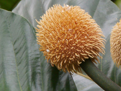 Artocarpus elasticus