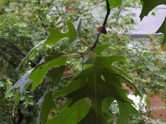 Quercus
