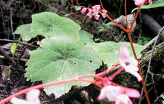 Begonia acerifolia
