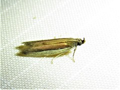 Tampa dimediatella