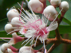 Syzygium pycnanthum
