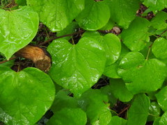 Cercis canadensis