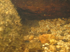 Rhinogobius similis
