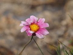 Cosmos bipinnatus