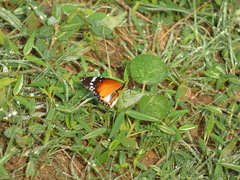 Danaus chrysippus alcippus