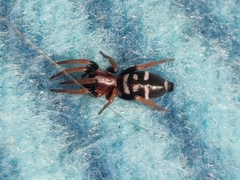 Poecilochroa variana