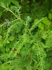 Tsuga heterophylla