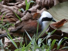 Garrulax leucolophus