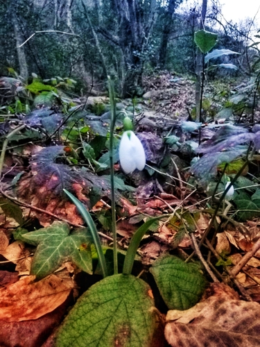 Galanthus bursanus
