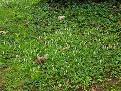 Angiospermae