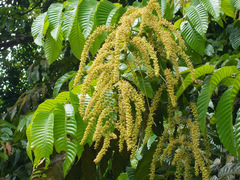 Pometia pinnata