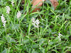 Angiospermae