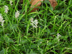 Angiospermae