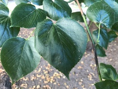 Tilia cordata