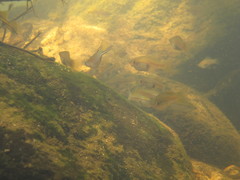 Xiphophorus hellerii