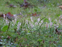 Angiospermae