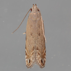 Battaristis nigratomella