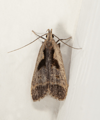 Dichomeris bilobella