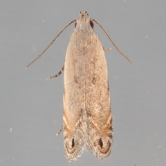 Battaristis nigratomella