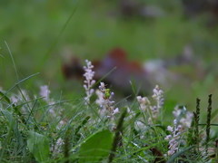 Angiospermae