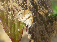 Lepidoptera