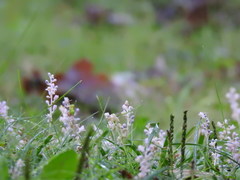 Angiospermae