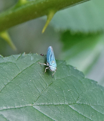 Graphocephala atropunctata