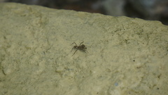 Acromyrmex octospinosus