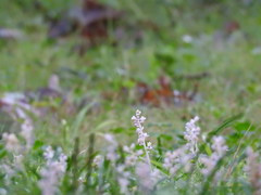 Angiospermae