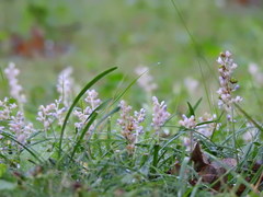 Angiospermae