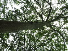 Quercus