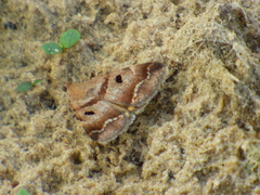 Lepidoptera