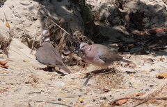 Streptopelia bitorquata