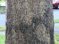 Quercus
