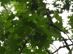 Quercus