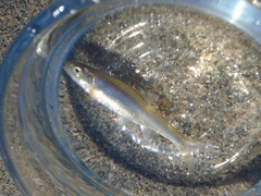 Notropis