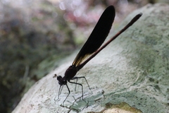 Calopteryx haemorrhoidalis