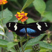 Doris Longwing - Photo (c) Gordon Karre, some rights reserved (CC BY-NC), uploaded by Gordon Karre