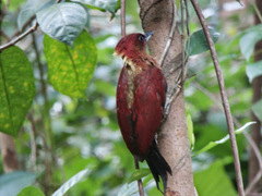 Chrysophlegma miniaceum